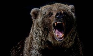Frka, panika, vrista i jurnjava: Medvjed upao sa sahranu, ljudi premrli od straha