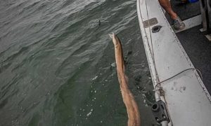 Ribari u šoku: Iz morskih dubina izvučen monstrum od tri metra