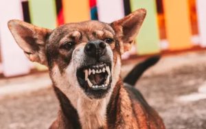 Neodgovorna vlasnica kažnjena: Pas ugrizao poštara za ruku