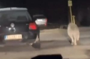 Skandalozan snimak: Psa vodi na povocu dok vozi auto VIDEO