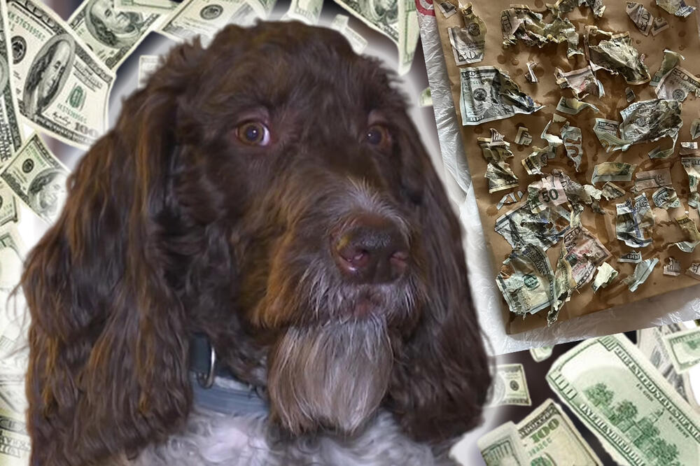 Najskuplji obrok! Nestala koverta, pas pojeo 4.000 dolara