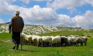 Unosno zanimanje: Otvorena škola za pastire, interesovanje ogromno