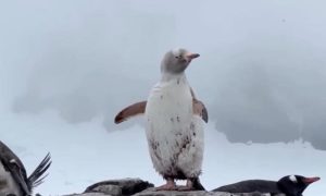 Jedinstven prizor: Pingvin kakav se rijetko viđa prošetao Antarktikom VIDEO