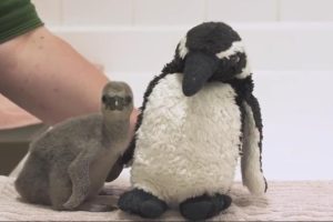 Pingvin zalutao na pisti: Osoblje ga jurilo, let odgođen