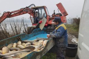 Prnjavorski ribnjak ostao bez ribe: Plate radnika i obaveze čekaju rješenje pitanja vlasničke strukture