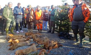 Odstrijelili više od 50 šakala i lisica: “Šakalijada” okupila više od 900 lovaca