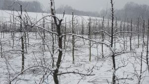 Hladno vrijeme stiglo u pravom trenutku za voće