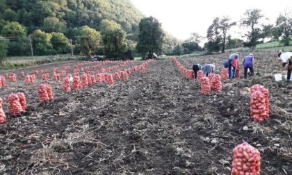 Povrtari dobro prošli: Zarada od krompira 10.000 evra po hektaru