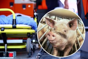 Da li su svinje budućnost transplantacije organa