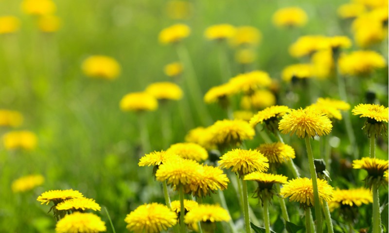 Biljka koja čisti organizam: Evo zašto trebate otići po maslačak