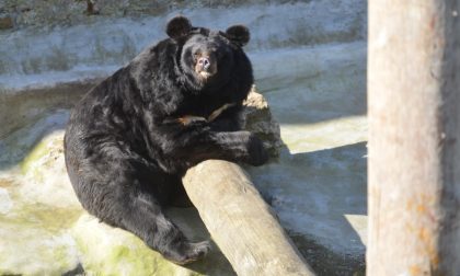 Medvjed Uroš jutros nije ugledao svoju sjenku: Evo šta to znači VIDEO