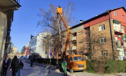 Radnici na terenu: U Banjaluci u toku rezidba drveća