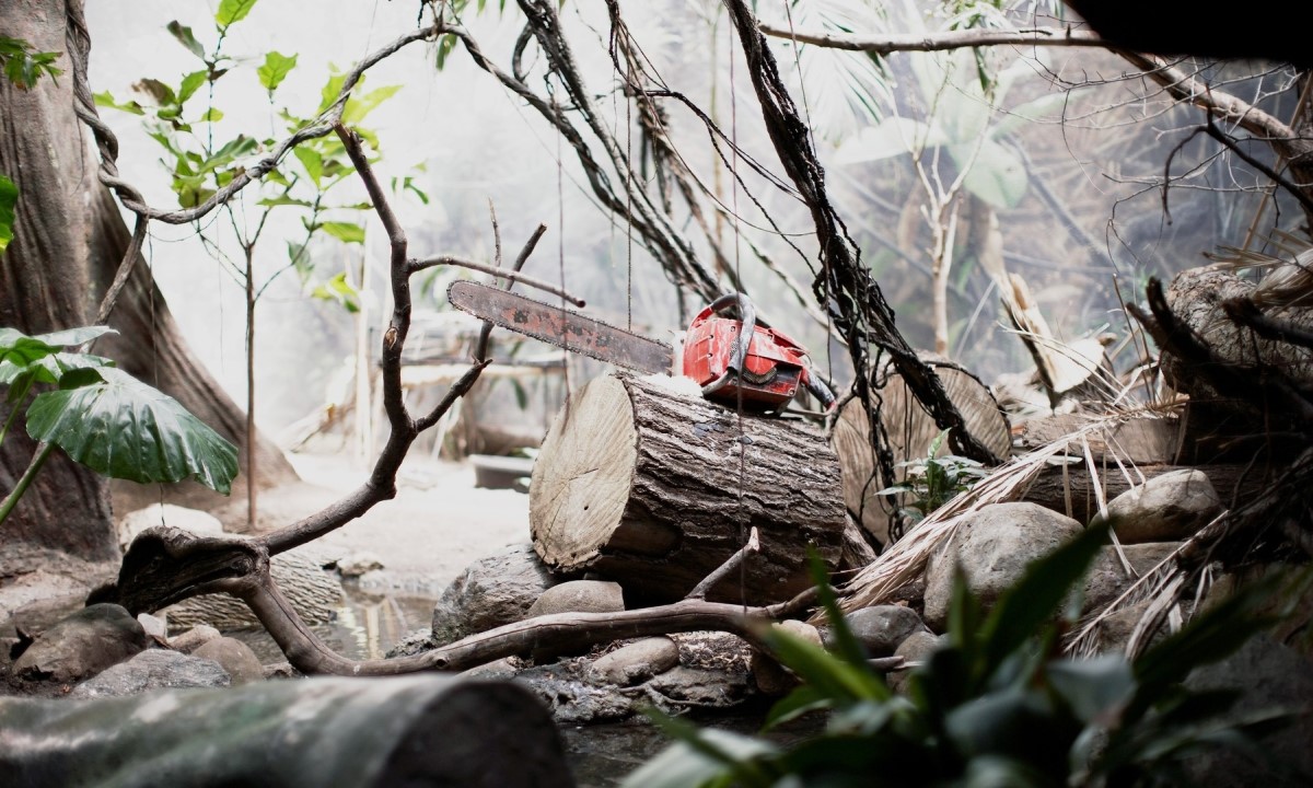 Potvrđena optužnica protiv šumara: Zloupotrebom žiga legalizovao bespravnu sječu