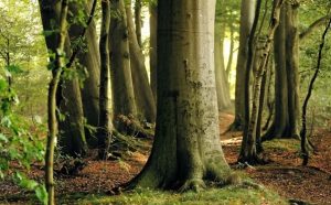Lopov ukrao bukvu: Šumar prijavio policiji da nedostaje samo jedno stablo