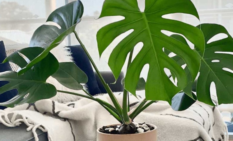 Neka sve cvjeta: Ovako ćete preproditi svoje biljke