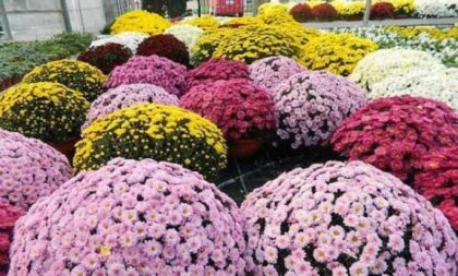 Simbol sreće i blagostanja: Šta treba da znate o cvijeću koje cvjeta samo zimi