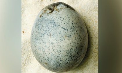 U njemu još ima tečnosti: Pronađeno jaje iz trećeg vijeka