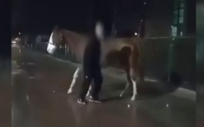 Tinejdžer pokušao da sakrije konja u stanu VIDEO
