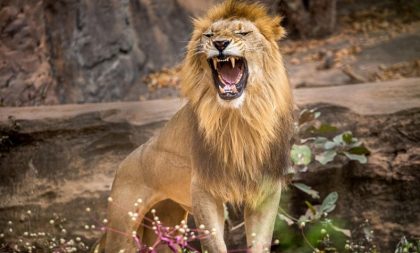 Zaključak naučnika: Istraživanje pokazalo da se životinje više plaše ljudi nego lavova