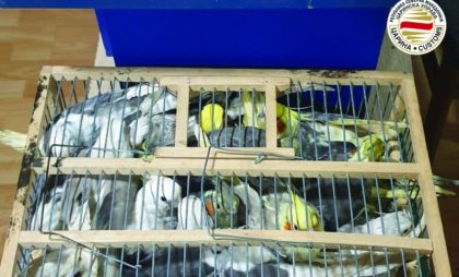 Otvorili gepek automobila, kad ono… Carinici zaplijenili 47 papagaja od državljanina Srbije