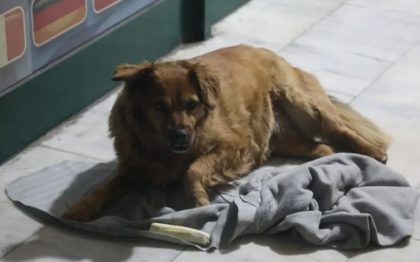 Potresna scena: Pas ubijene Amre se ne odvaja se od kafića ispred kojeg je stradala