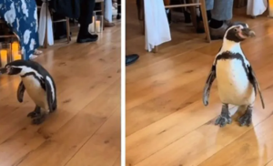 Hahaha – nasmijte se do suza: Pingvin ukrao slavu mladencima na vjenčanju VIDEO