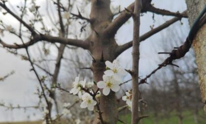 Nesvakidašnja pojava u Srpskoj: Usred februara procvjetale šljive FOTO