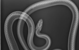 Halapljivi gmizavac: Veterinare šokirao predmet koji su izvadili iz utrobe zmije FOTO