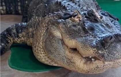 Iznenađenje života! Žena čula neobičnu buku, pa u predsoblju zatekla aligatora VIDEO
