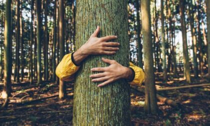 Drevna metoda: Grljenje drveća može liječiti bolesti