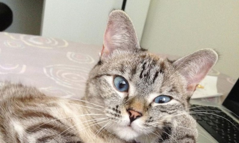 Nepoznata mačka vas prati do kuće: Kad saznate razlog nikad je nećete tjerati od sebe