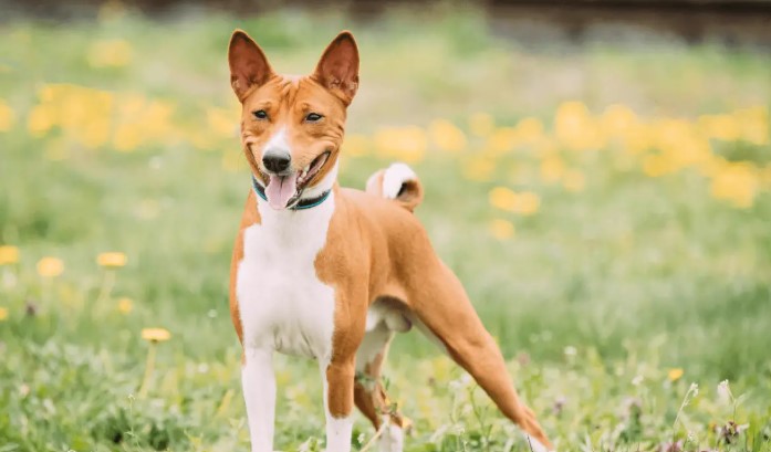 Policija reagovala: Muškarac izbo ženu jer je njen pas “previše lajao”
