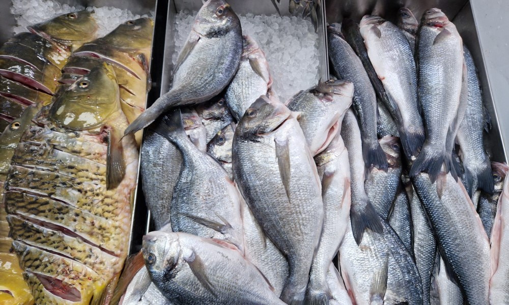 Stanje u ribarstvu sve lošije: Tri četvrtine ribe na domaćem tržištu iz uvoza