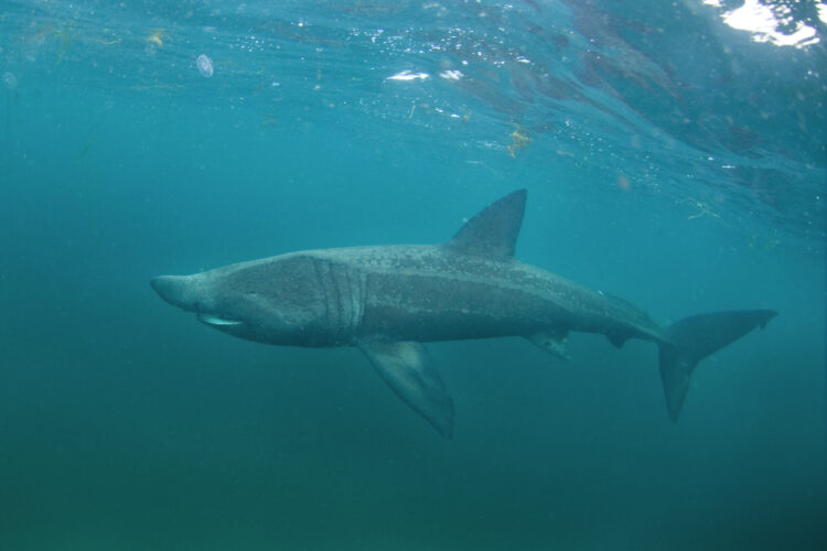 Ogromna ajkula viđena kod popularnog ostrva: Ljudi vrištali i bježali