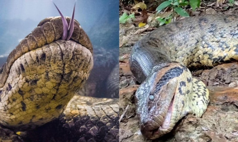 Muškarac ugrizao džinovsku anakondu za glavu: Zmija na kraju odustala i pustila čovjeka