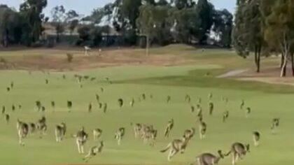 Prekinuli igru: Invazija kengura iznenadila igrače golfa u Melburnu VIDEO