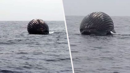 Ribari ugledali ogromnu crnu loptu u moru: Kad su prišli i shvatili šta je, pobjegli su glavom bez obzira