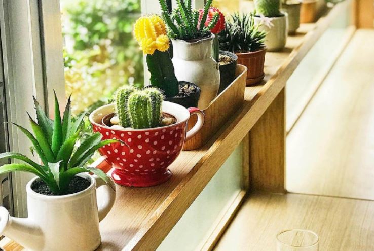 Ove biljke morate imati u svom domu: Unose pozitivnu energiju