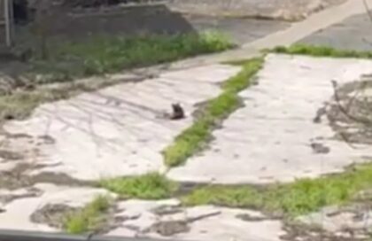 Lisica u centru Banjaluke: “Odmara” u dvorištu Fabrike duvana VIDEO