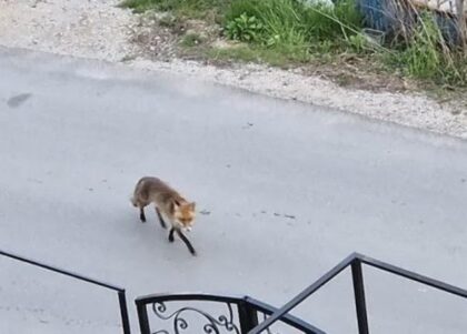 Učestala pojava! Lisica bezbrižno hoda banjalučkim ulicama