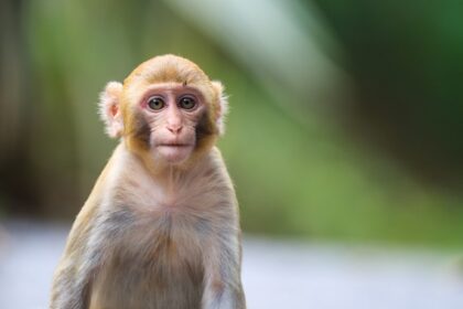 Ovo je grad u kom vladaju majmuni: Kradu hranu, a tjeraju ih praćkama