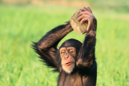 Majmun gađao publiku kamenjem: Reagovala njegova majka VIDEO
