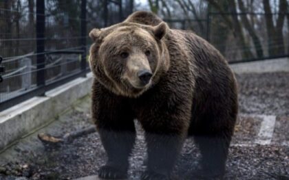 Probudili se ranije iz zimskog sna: Medvjedi u zoo vrtu ove sezone spavali samo šest sedmica