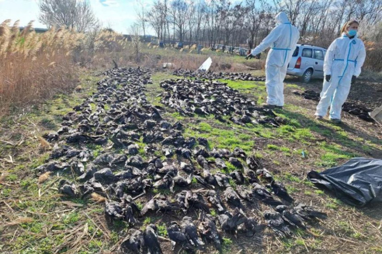Zabrinjavajuće! Kod Kikinde pronađeno 800 mrtvih ptica