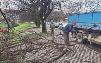 Sređivanje drvoreda: Orezuju se i uklanjaju suva stabla u Banjaluci