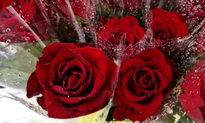 Osmomartovski savjet: Kako da ruže duže traju u vazi?