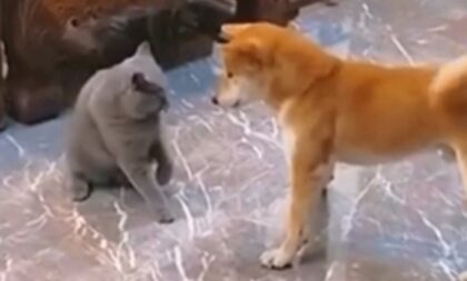 Svađa mačke i psa postala hit na internet: “Stisnula je turbo dugme” VIDEO