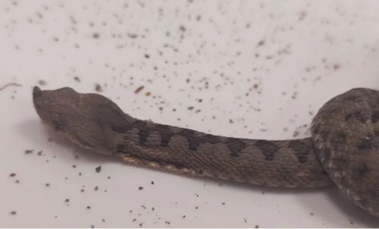 Panika u centru grada: Otrovnica se uvukla u stan, vatrogasci brzo reagovali