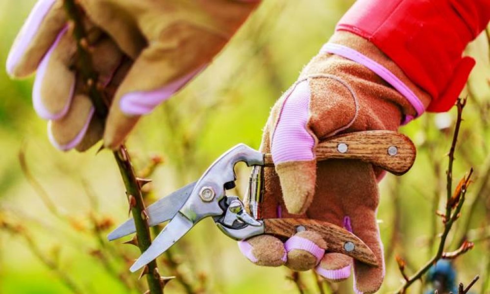 U martu se orezuju ruže: Uz osam pravila biće savršene