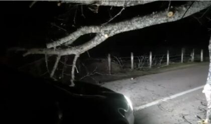 Jako nevrijeme u ovom dijelu BiH: Stablo palo na put, vozači hitro reagovali VIDEO